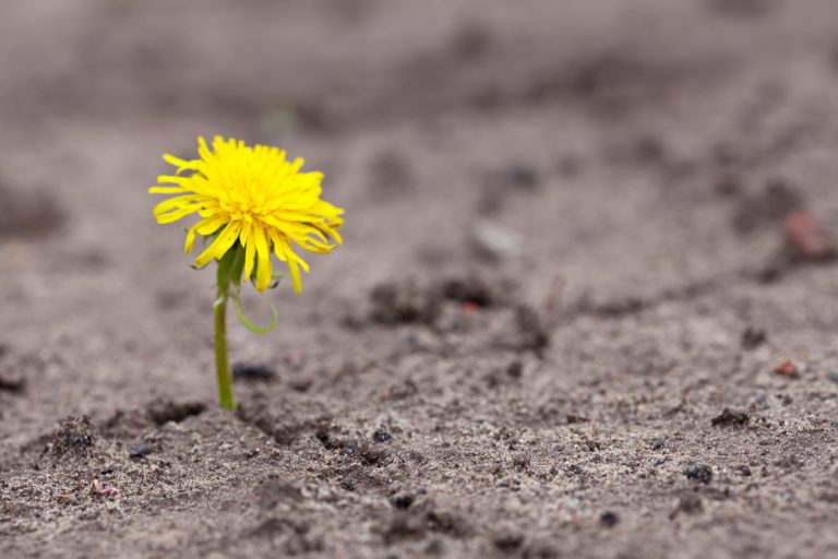 La Pascua en medio de la fragilidad: una experiencia de esperanza y oración