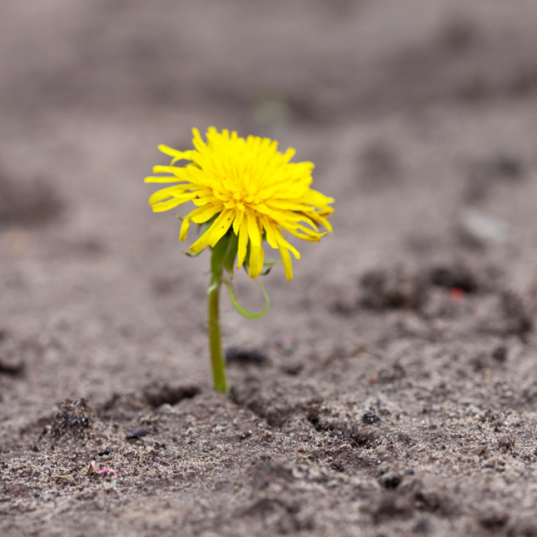 La Pascua en medio de la fragilidad: una experiencia de esperanza y oración